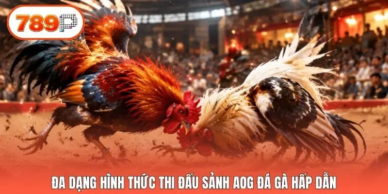 Đa dạng hình thức thi đấu sảnh AOG Đá Gà hấp dẫn