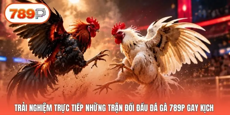 Trải nghiệm trực tiếp những trận đối đầu đá gà 789p gay kịch 